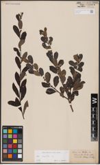 Foto von Salix aurita L.